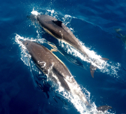 sea-spine-135rs-surrounded-by-dolphins-en-route-la-rochelle-from-a-coruna-alan-crockard_23075638859_o