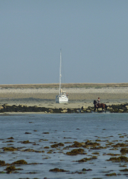 sea-horse_49404002171_o