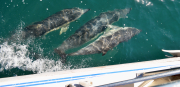 Dolphins