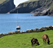 Sally-T-w-Soay-sheep