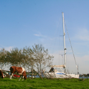 Until-the-Cows-Come-home